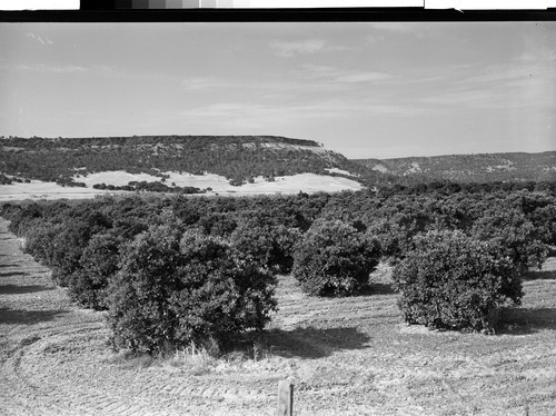 Orange Grove near Oroville, Calif