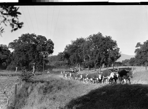 Tehama County