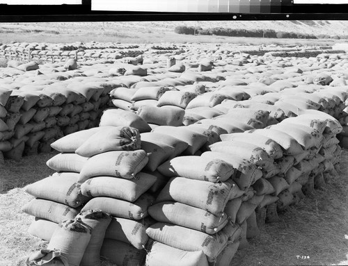 Sacked Barley near Tule Lake, Calif