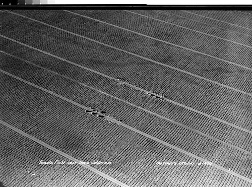 Tomato Field near Davis, California