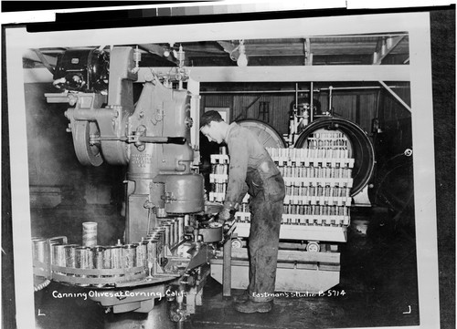 Canning Olives at Corning, Calif