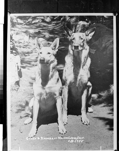 Queen & Rhomba, At Mayaro Lodge, Calif