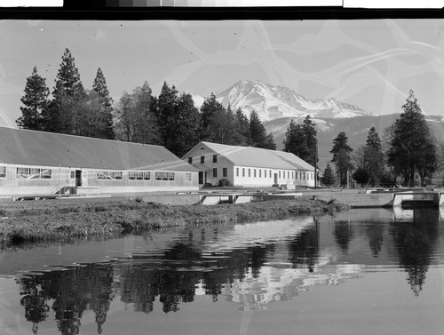 State Fish Hatchery, Mt. Shasta, Calif