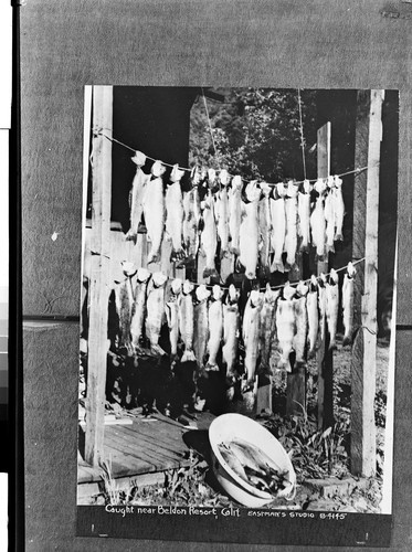 Caught near Beldon Resort, Calif