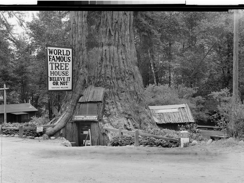 On the Redwood Highway, Calif