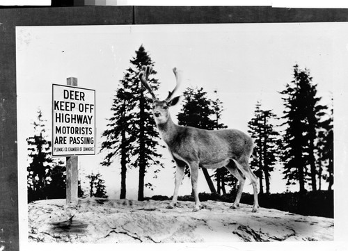 "DEER KEEP OFF THE HIGHWAY"