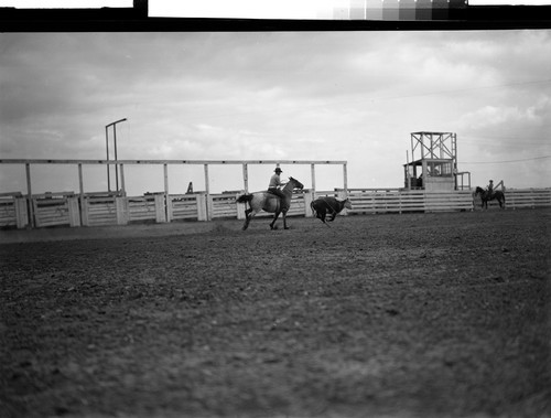 Roping pictures