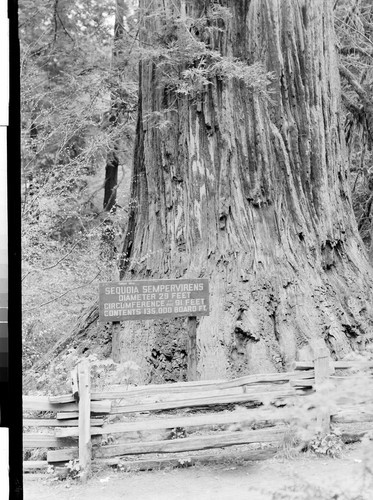 The Redwoods of California