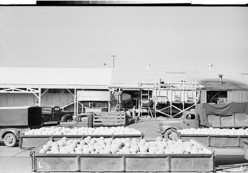 Melons, Yuba City, Calif