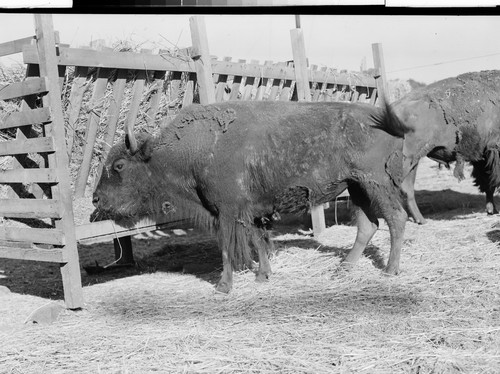 The Buffalo Ranch near Redding, Calif