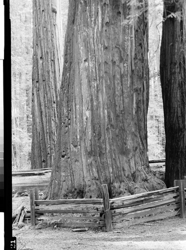 The Giant Tree of the Redwoods, Calif