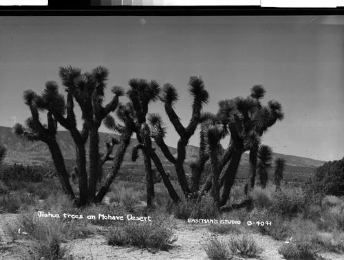 Joshua trees on Mohave Desert