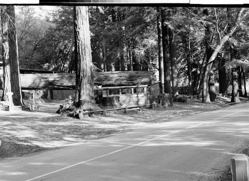 The Drive Under Tree on the Redwood Highway