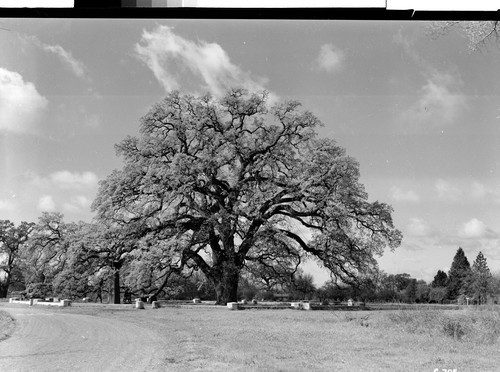 The Hooker Oak, Chico