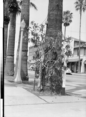 Fig Tree Growing out of Palm, Corning, Calif