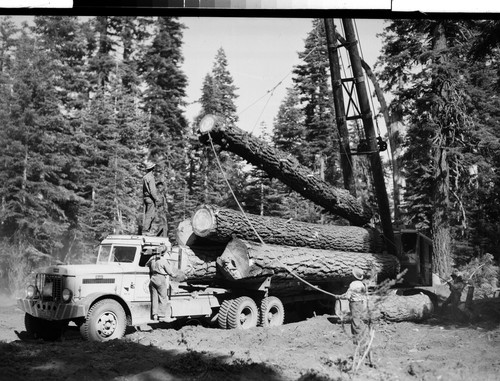 Taylor & Carver Logging