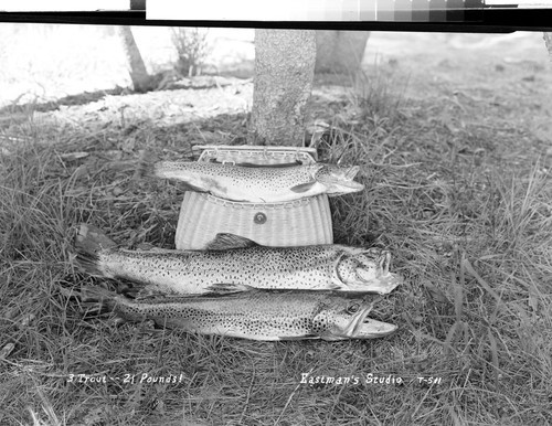 3 Trout - 21 Pounds!