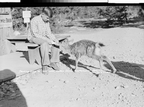 Feeding time at Gold Lake, Lakes Basin Recreational Area, California