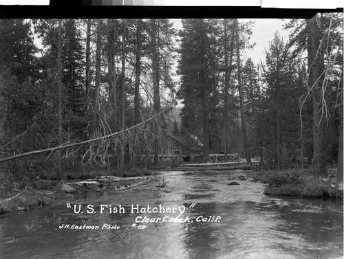 "U. S. Fish Hatchery" Clear Creek, Calif