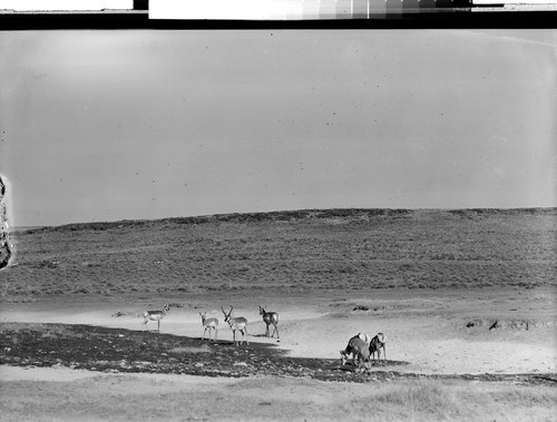 Antelope on Hart Mountain