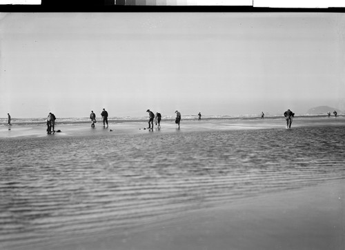 Digging Clams Along the California Coast