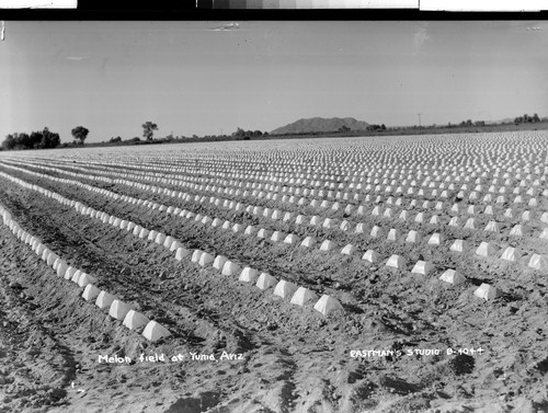 Melon field at Yuma, Ariz