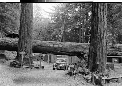 Drive Under Tree on the Redwood Highway, Calif