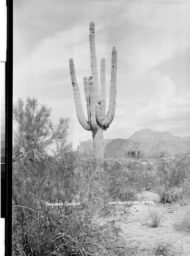 Saguaro Cactus