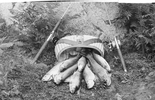 "Our Catch" at Buck's Lake, Calif