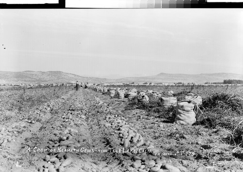 "A Crop of Klamath Gems" near Tule Lake, Calif