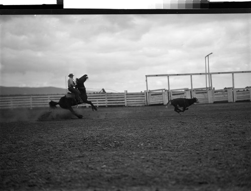 Roping pictures — Calisphere