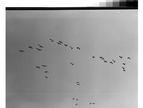 Geese at Burns, Ore