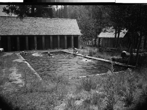 Swimming at Drakesbad, Calif