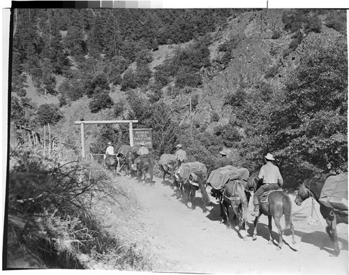 Pack Train Returning from Marble Mt. Primitive Area, Calif