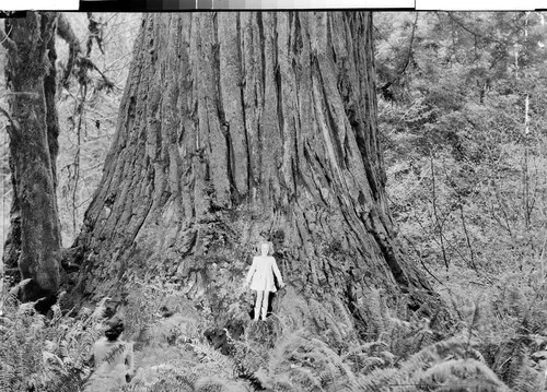 The Giant Redwoods of Calif