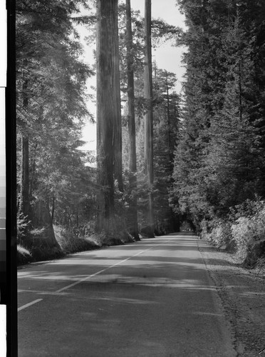 U.S. 101 The Avenue of the Giants, Calif