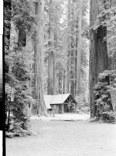 Richardson Grove State Park on 101 Highway, Calif