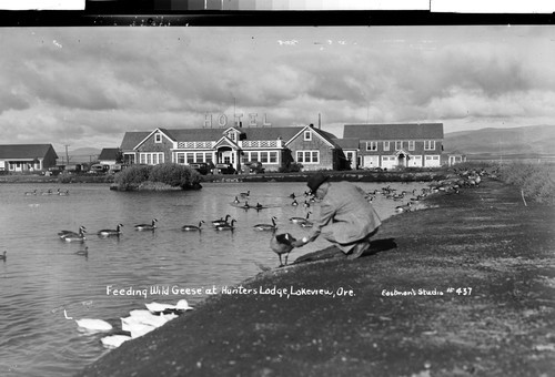 Feeding Wild Geese at Hunters Lodge, Lakeview, Ore