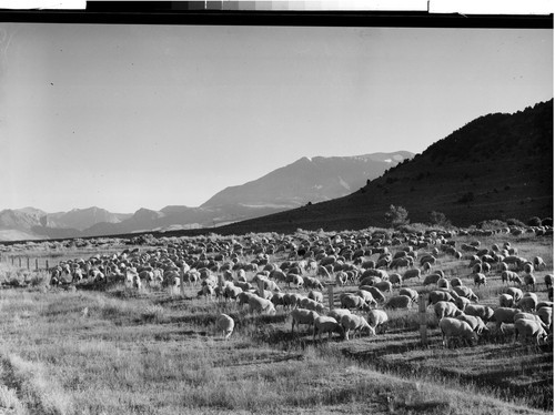 Sheep near Bishop, Calif