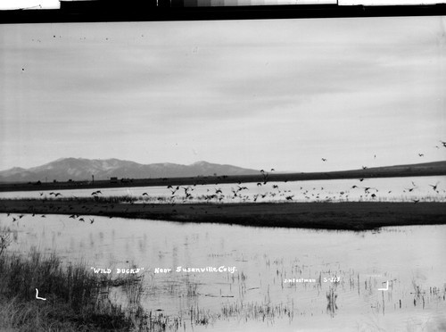 "WILD DUCKS" Near Susanville, Calif