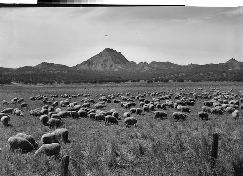 The Marysville Buttes, Calif