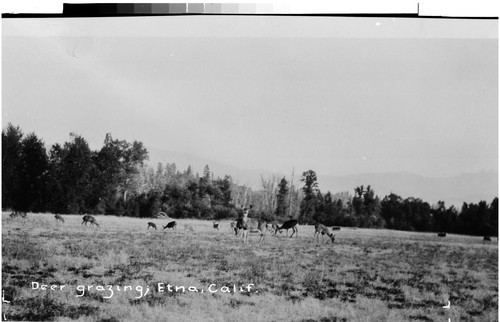 Deer grazing, Etna, Calif