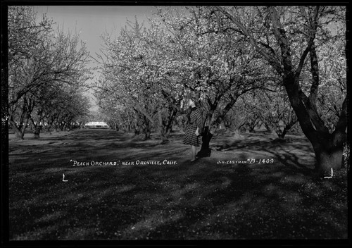 "Peach Orchard," Near Oroville, Calif