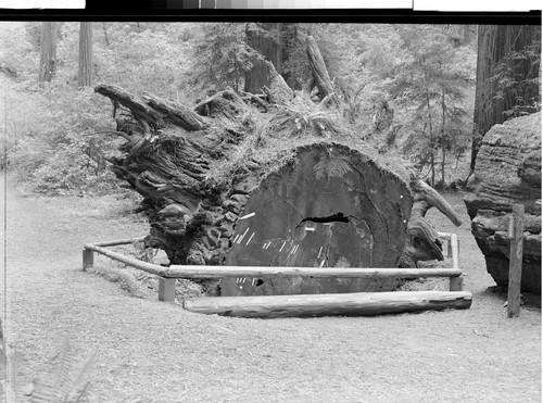 The History of a Fallen Giant, Richardson Grove, Calif