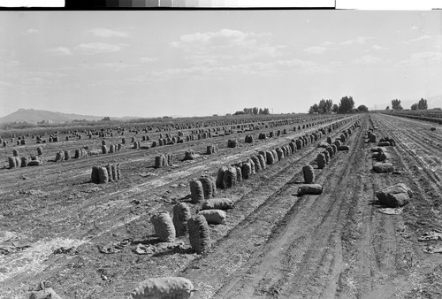 Onions at Tulelake, Calif