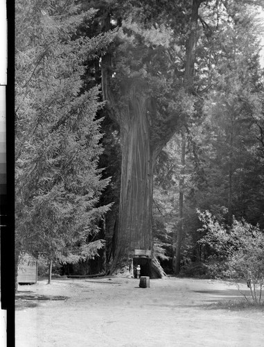 Underwood Park on the Redwood Highway of Calif