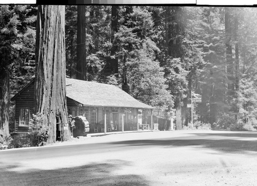 Devdy's on the Redwood Highway, Calif