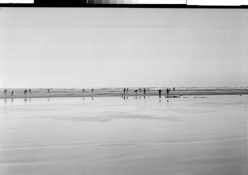 Digging Clams Along the California Coast