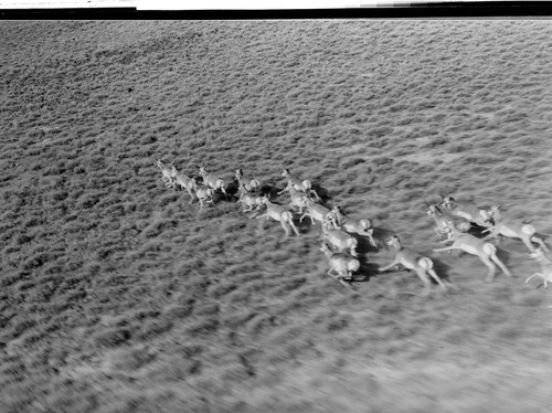 Antelope on Hart Mountain