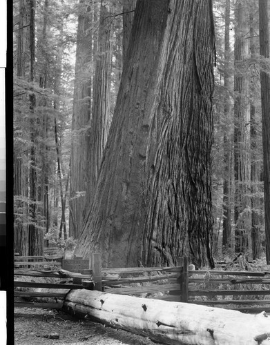 The Flatiron Tree of the Redwoods, Calif